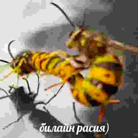 билайн расия)