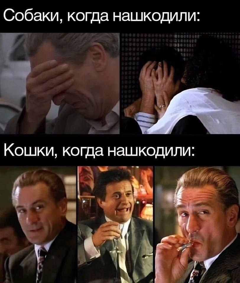 Собаки, когда нашкодили: Кошки, когда нашкодили: