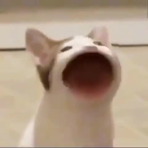мем