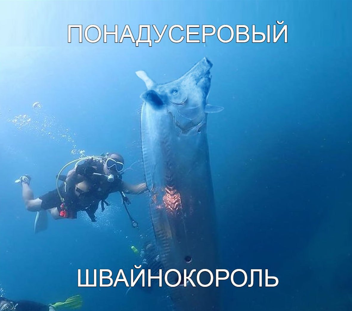 ШВАЙНОКОРОЛЬ