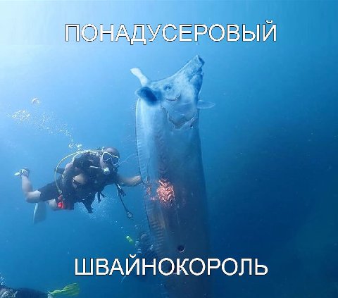 ШВАЙНОКОРОЛЬ