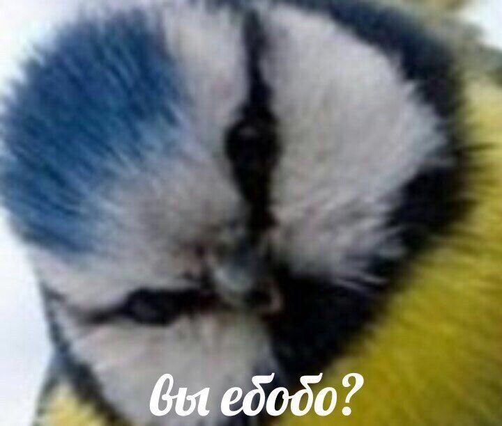 Gut ебобо?