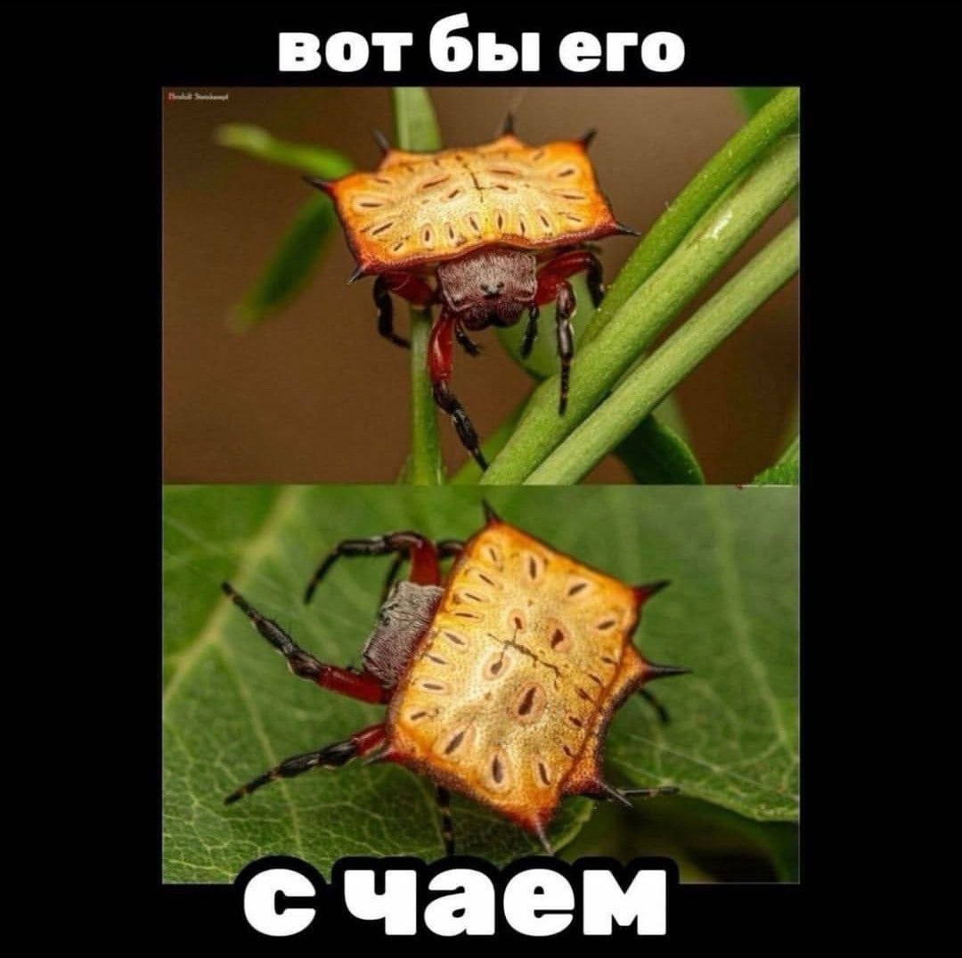 вот бы его счаем