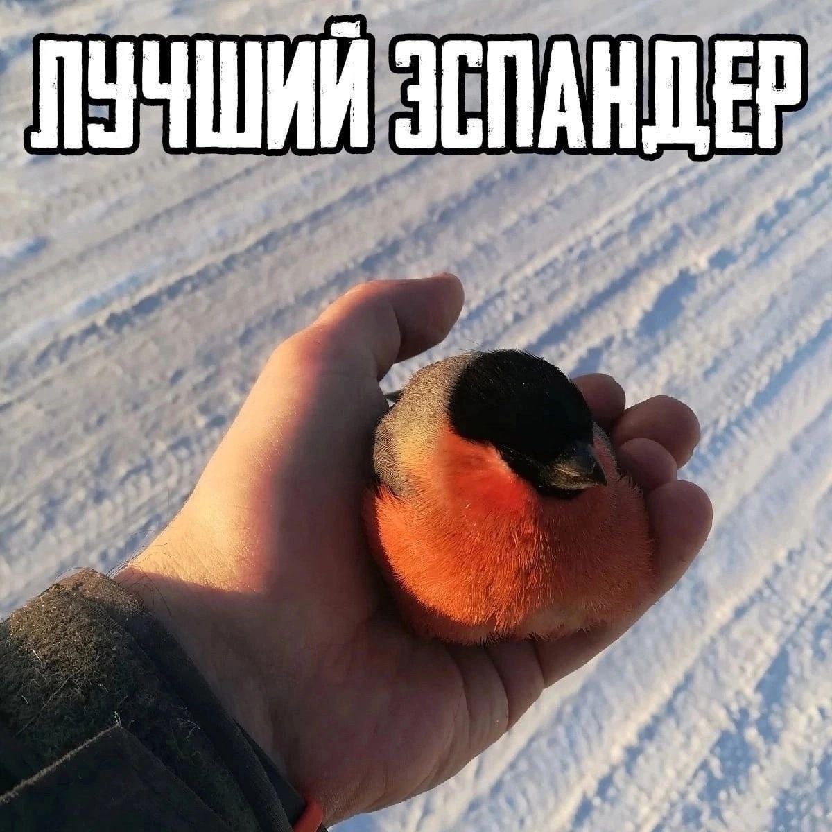 ЛУЧШИЙ ЭСПАНДЕР a at 3.