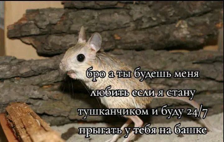 2 У. меня 1 стан\ я станх тушканчиком и 24/7 рыгать теоя на башке 7