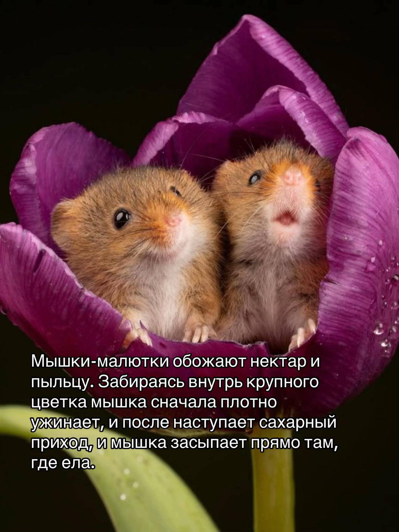 у Мышки-малютки обожают нектар и пыльцу. Забираясь внутрь крупного цветка мышка сначала плотно ужинает, и после наступает сахарный приход, и мышка засыпает прямо там, где ела.