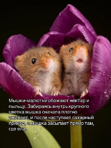 у Мышки-малютки обожают нектар и пыльцу. Забираясь внутрь крупного цветка мышка сначала плотно ужинает, и после наступает сахарный приход, и мышка засыпает прямо там, где ела.