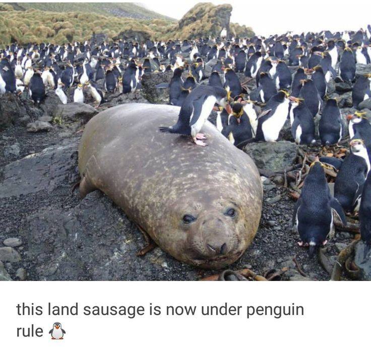и. 71 this land sausage is now under penguin rule