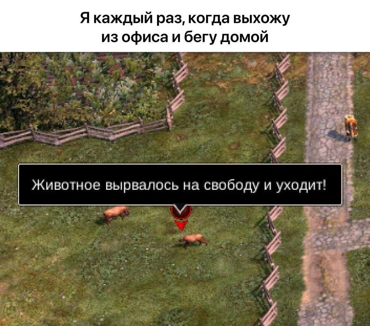 Я каждый раз, когда выхожу из офиса и бегу домой Животное вырвалось на свободу и уходит! у