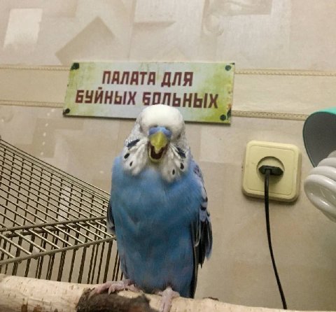 ПАЛАТА ДЛЯ БУЙНЫХ у