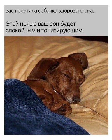 вас посетила собачка здорового сна. Этой ночью ваш сон будет спокойным и тонизирующим. if 4