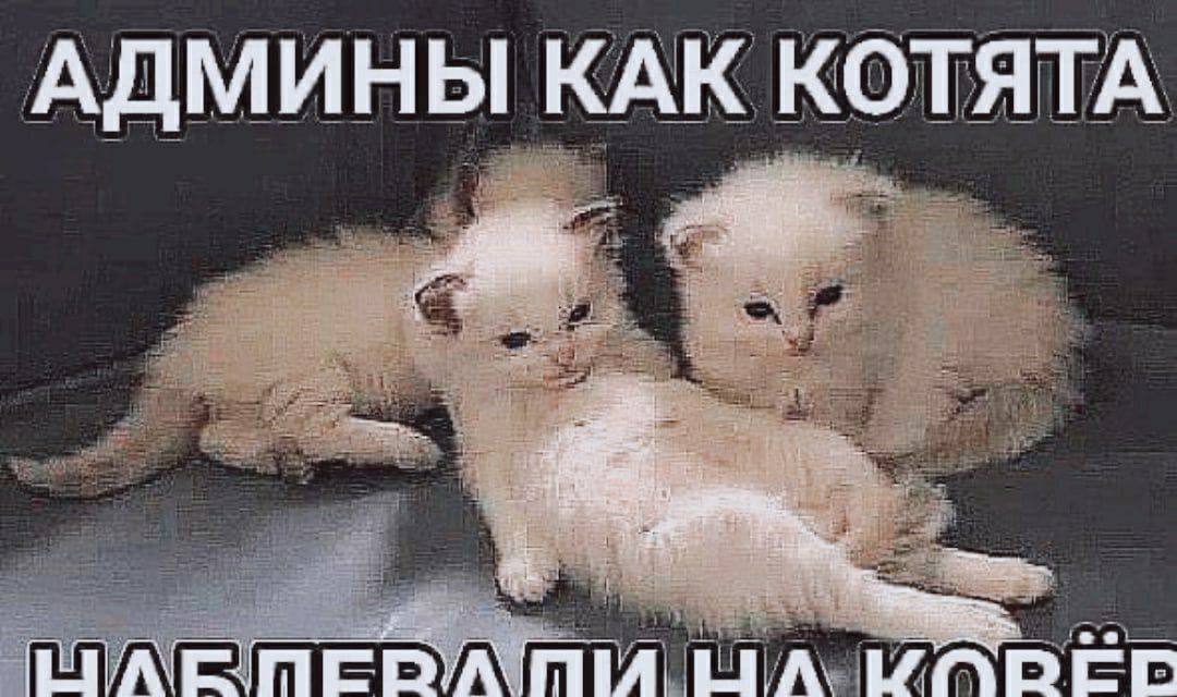 АДМИНЫ КОТЯТА LIA