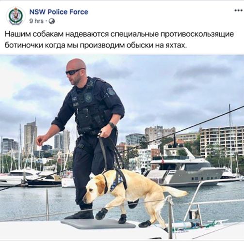 NSW Police Force Нашим собакам надеваются специальные противоскользящие ботиночки когда мы производим обыски на яхтах. a it