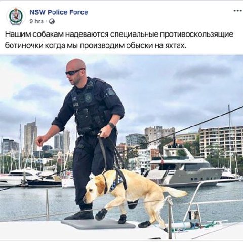 NSW Police Force Нашим собакам надеваются специальные противоскользящие ботиночки когда мы производим обыски на яхтах. a it
