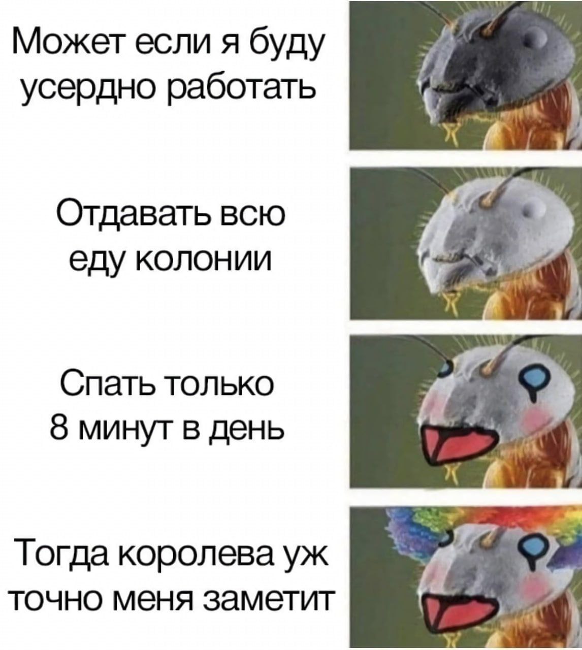 Может если я буду усердно работать Отдавать всю еду колонии Спать только 8 минут в день Тогда королева точно меня заметит