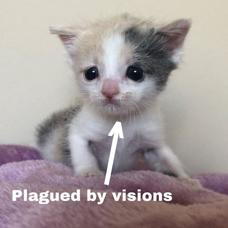 all 1 1 Plagued visions