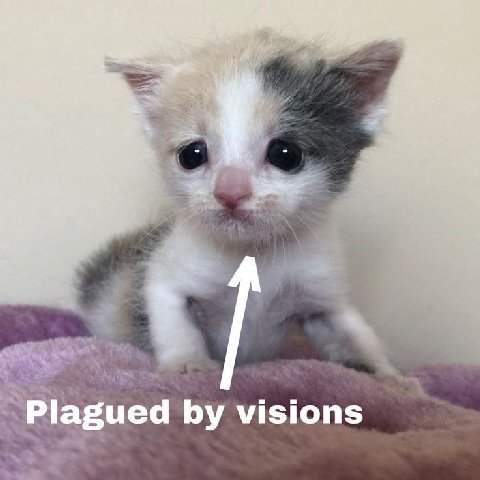 all 1 1 Plagued visions