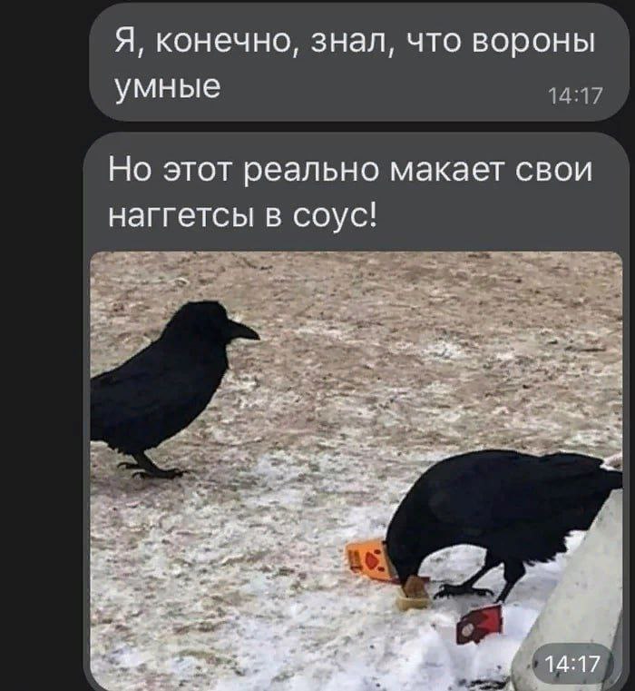 Я, конечно, знал, что вороны умные 14:17 Но этот реально макает свои наггетсы в соус!