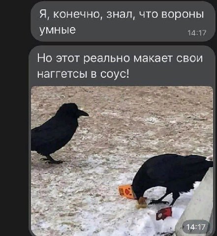 Я, конечно, знал, что вороны умные 14:17 Но этот реально макает свои наггетсы в соус!