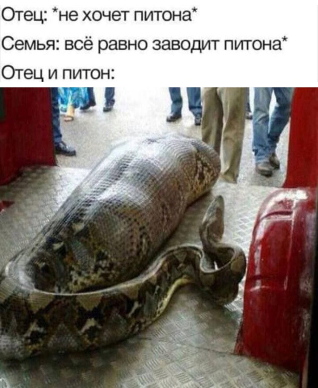 Отец: *не хочет питона* Семья: всё равно заводит питона* Отец и питон: