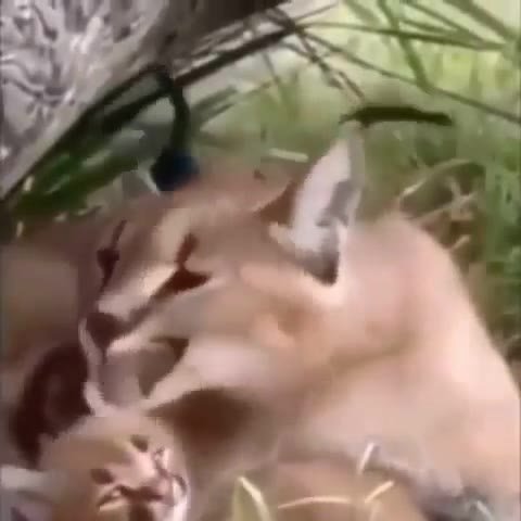 мем