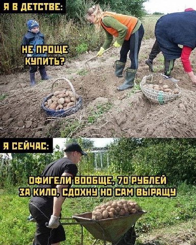 Я В ДЕТСТВЕ НЕУПРОЩЕ: КУПИТЬ aN a3 My, a 3 A я СЕЙЧАС: Я a eee wal ВООБЩЕ 70 РУБЛЕЙ САМ КИЛО НО ВЫРАЩУ 16