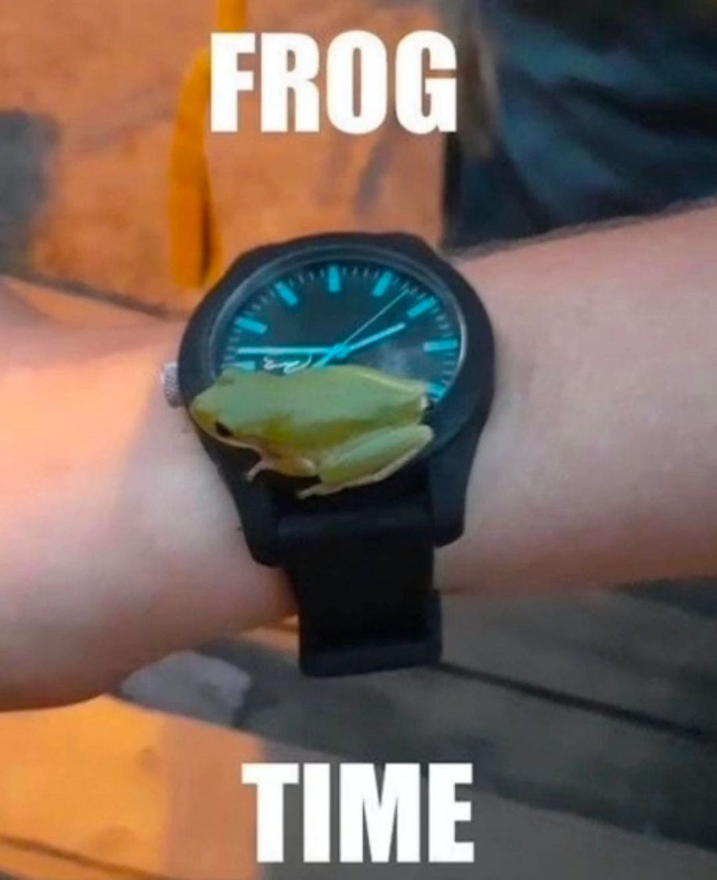 FROG TIME
