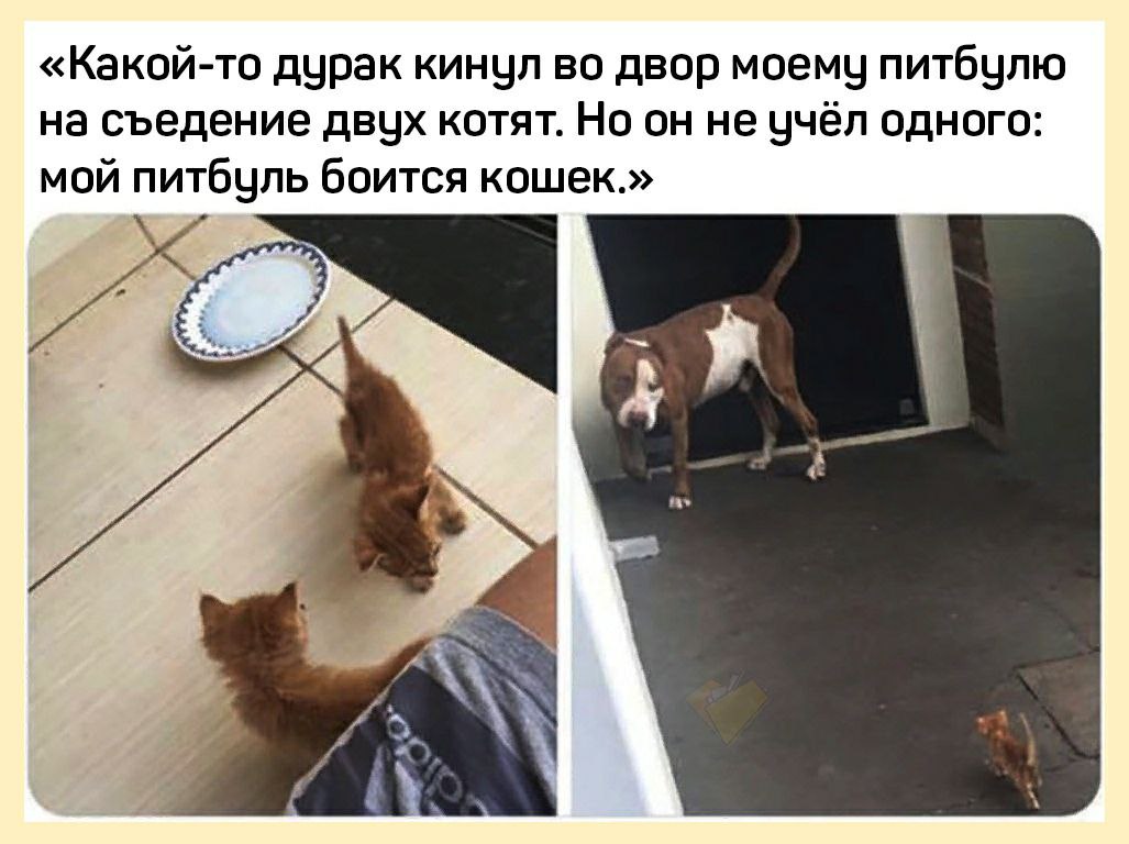«Какой-то дурак кинчцл во двор моему питбулю на съедение двчх котят. Но он не одного: мой питбуль боится кошек.» “a