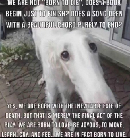 WE АВЕ НОГ. UIE BEGIN DOES A SONG OPEN WITH A PURELY ТО END? 4 YES, WE ARE BORN WITH THE INEVITABLE FATE OF DEATH. BUT THAT 15$ MERELY THE FINAL ACT OF THE BORN TO LOVE, BE JOYOUS. TO MOVE. LEARN. CRY