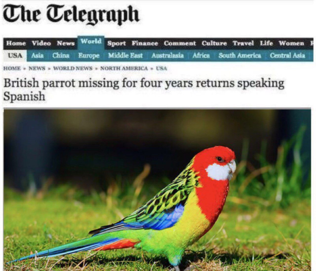 Home Video News World Sport Comment Culture Travel Life Women Asia Chine Europe Middle Africa Central Asia HOME NEWS WORLD NEWS NORTH AMERICA USA British parrot missing for four years returns speaking