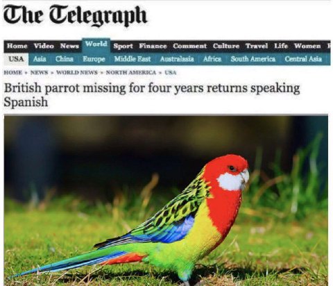 Home Video News World Sport Comment Culture Travel Life Women Asia Chine Europe Middle Africa Central Asia HOME NEWS WORLD NEWS NORTH AMERICA USA British parrot missing for four years returns speaking