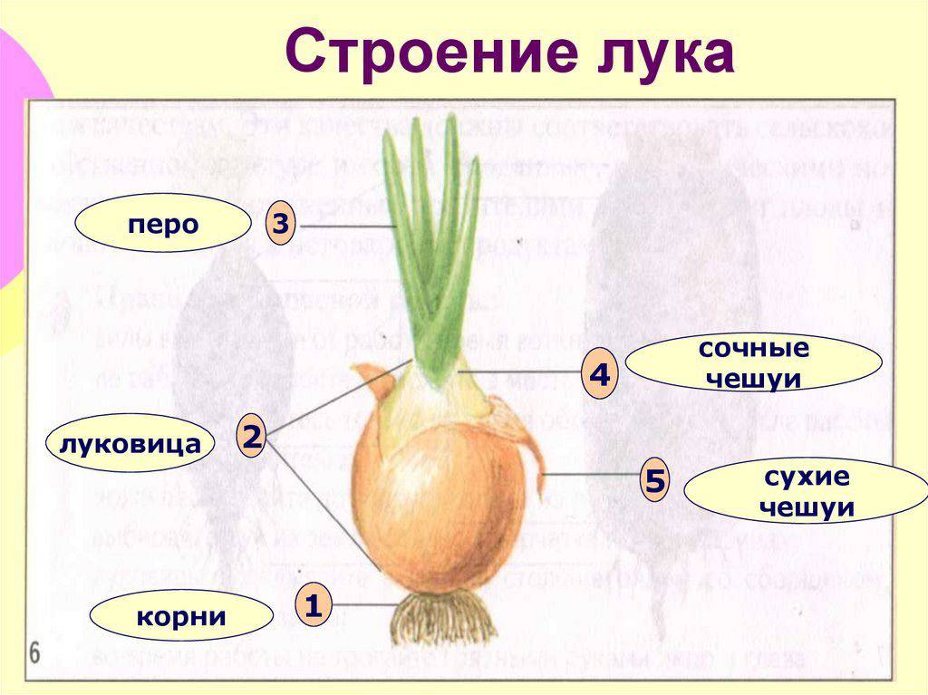 Строение лука сухие чешуи