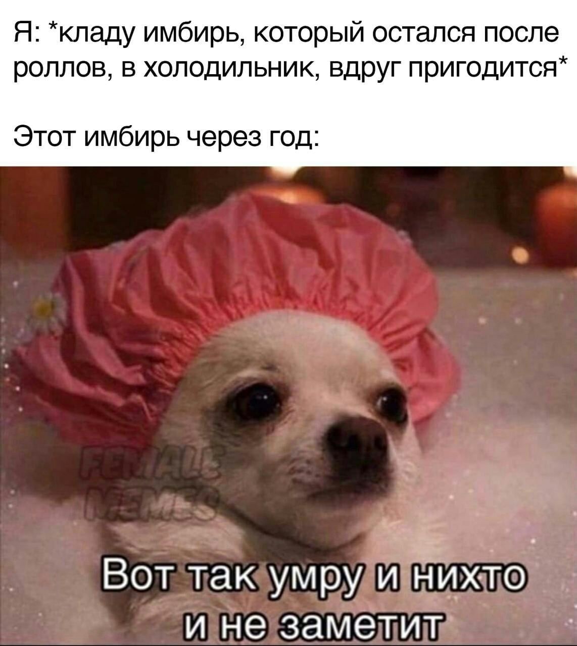 Я: *кладу имбирь, который остался после роллов, в холодильник, вдруг пригодится* Этот имбирь через год: Вот так умру и нихто и не заметит