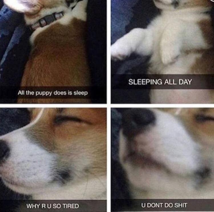 SLEEPING ALL DAY All the puppy does is sleep WHY SO TIRED DONT SHIT