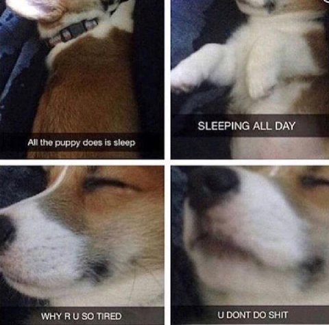 SLEEPING ALL DAY All the puppy does is sleep WHY SO TIRED DONT SHIT