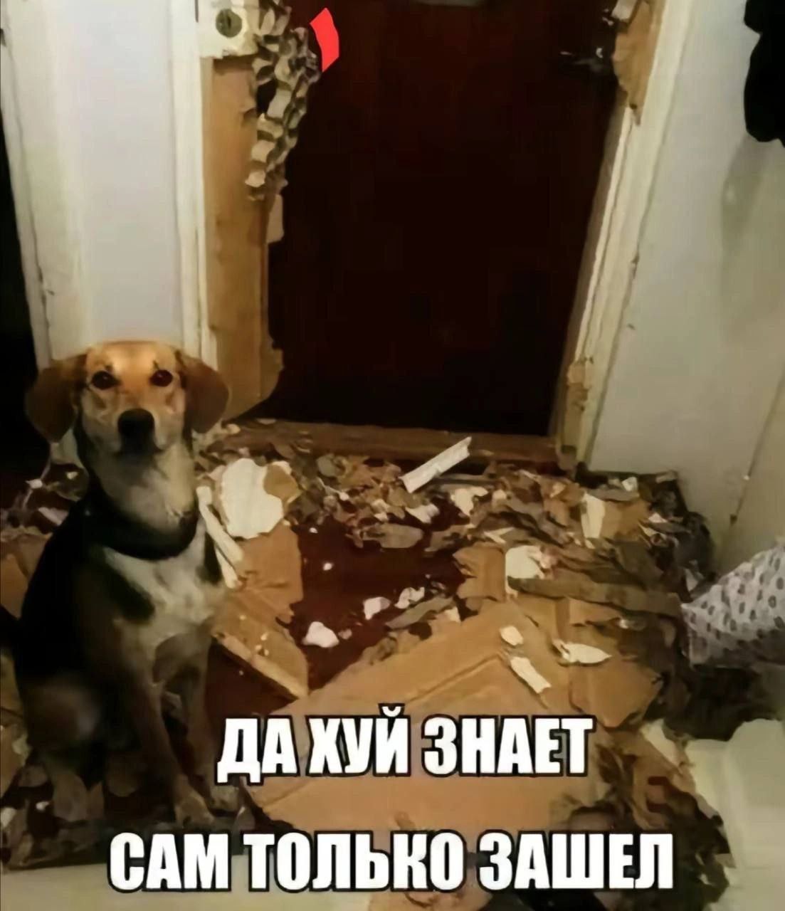 ДАКУЙ ЗНАЕТ САМ ЗАШЕЛ