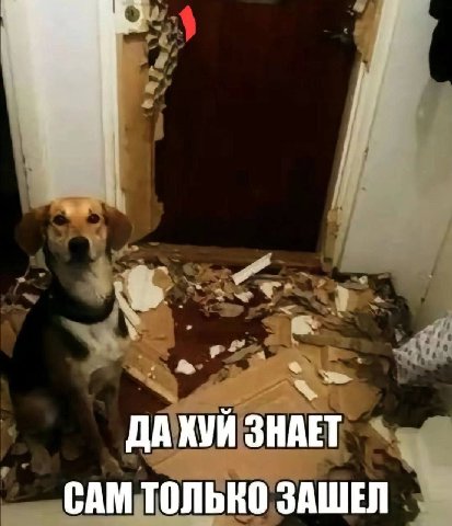 ДАКУЙ ЗНАЕТ САМ ЗАШЕЛ