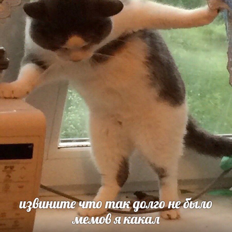 a извините что так долго не было мемов я какал