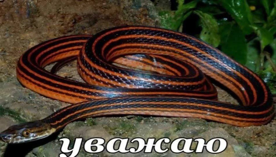 уважаю