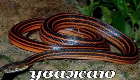 уважаю