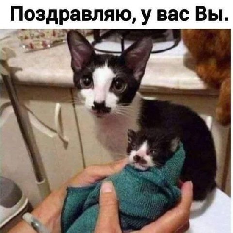 Поздравляю, у вас Вы