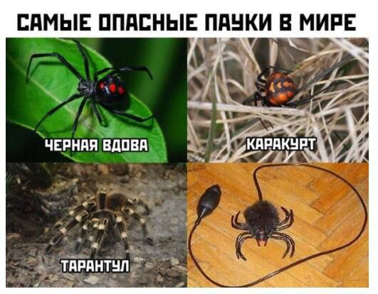 САМЫЕ ОПАСНЫЕ ПАЧКИ В МИРЕ A ЧЕРНАЯ ВДОВА ТАРАНТУЛ