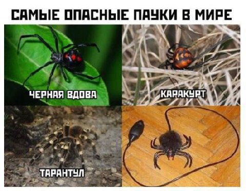 САМЫЕ ОПАСНЫЕ ПАЧКИ В МИРЕ A ЧЕРНАЯ ВДОВА ТАРАНТУЛ