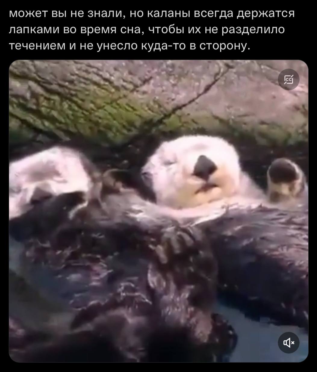 может вы не знали, но каланы всегда держатся лапками во время сна, чтобы не разделило течением и не унесло куда-то в сторону.