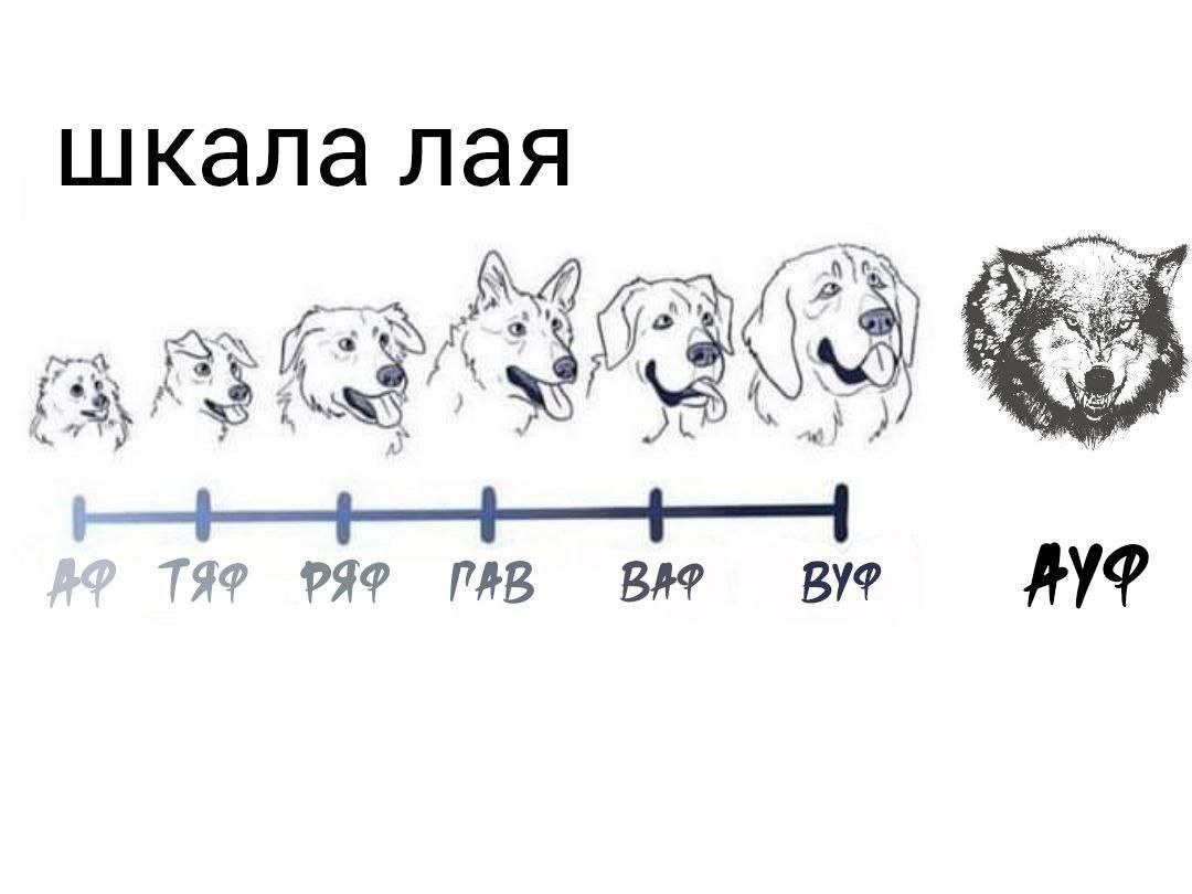 шкала лая PHP ПАВ AYP