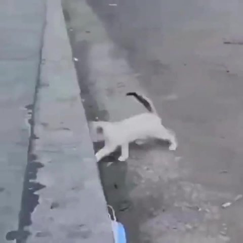 мем
