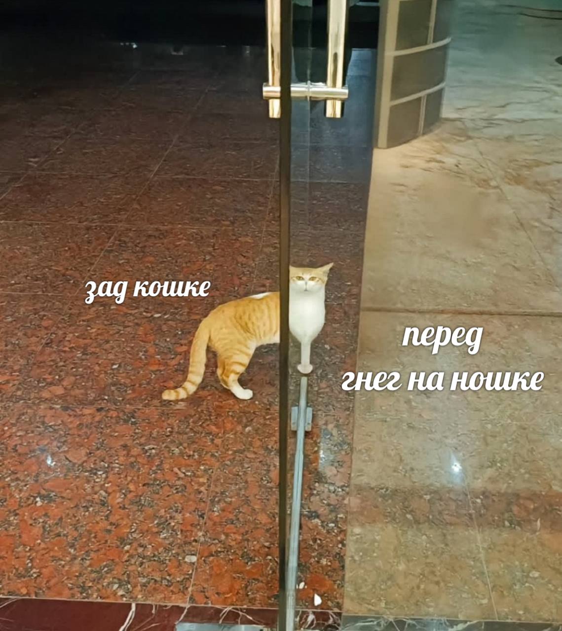 3а9 кошке i перед гнег на ношке