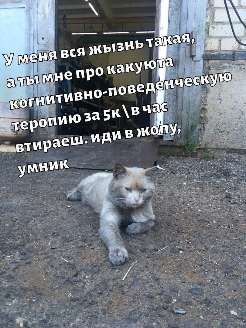 И а if и ызньтак а каку мнеп к a поведе i} и 3a epo иди тира умник