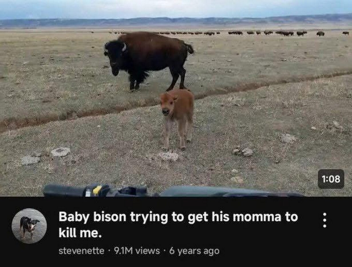 Baby bison trying to get his momma to kill me. stevenette views 6 years ago