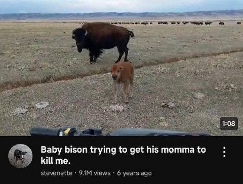 Baby bison trying to get his momma to kill me. stevenette views 6 years ago